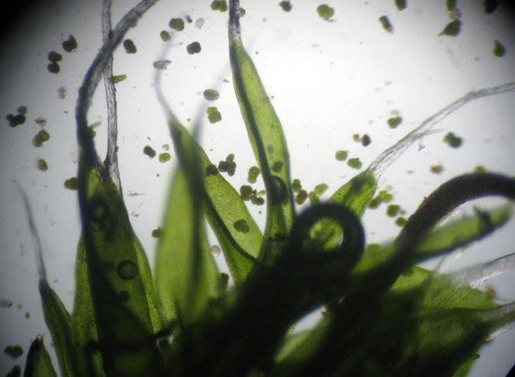 Muschio su tronco: Syntrichia ruralis?